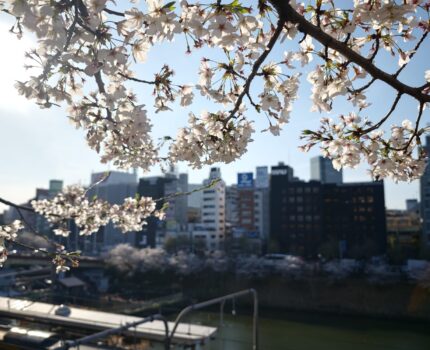 桜散策 四ツ谷・市ヶ谷 外濠沿い 錦糸公園 猿江恩賜公園 #Leica #Leitzphone