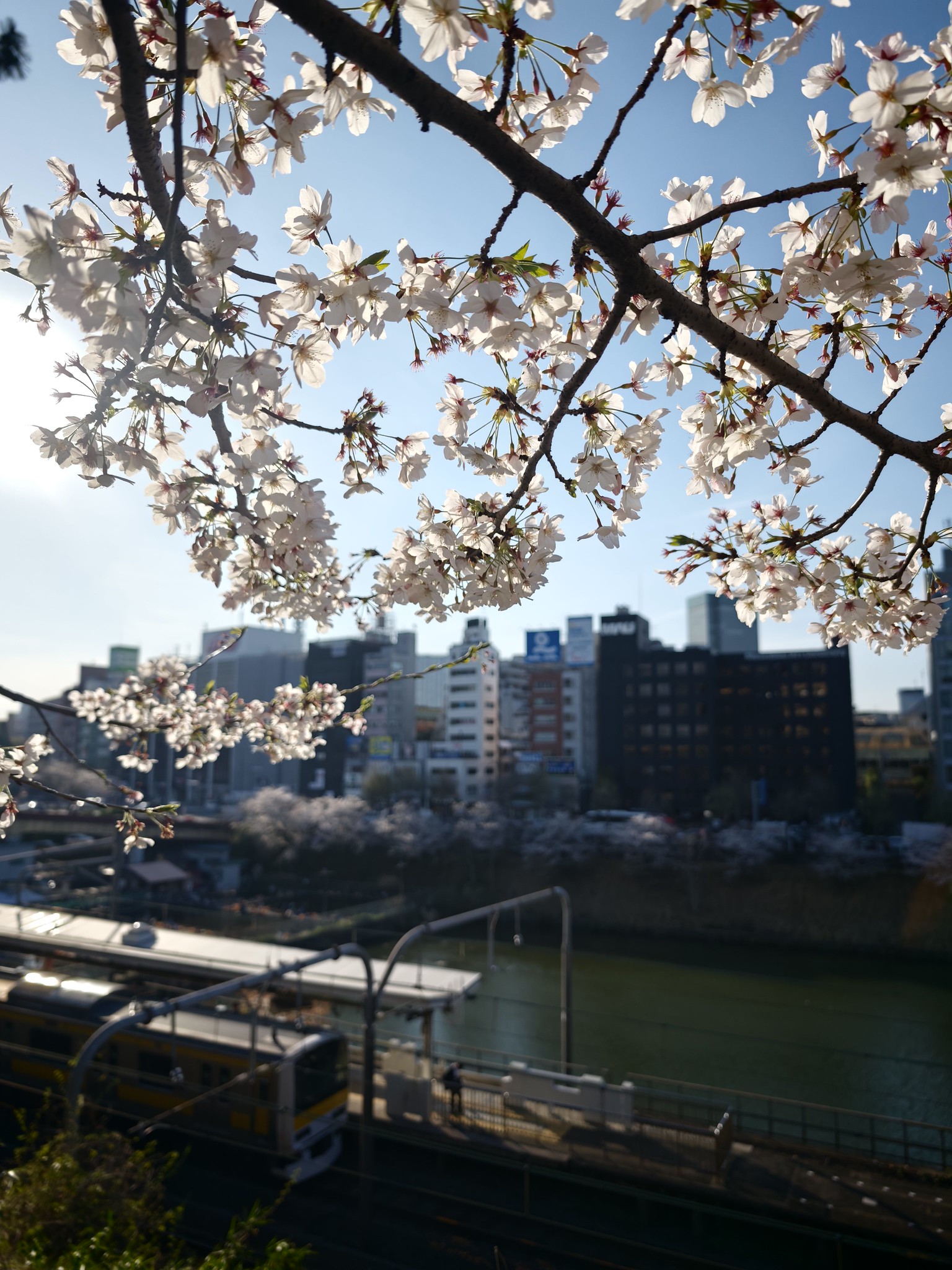 桜散策 四ツ谷・市ヶ谷 外濠沿い 錦糸公園 猿江恩賜公園 #Leica #Leitzphone
