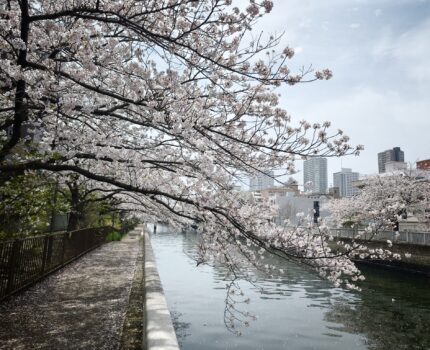 桜散歩 猿江恩賜公園 大横川 #Leica #Leitzphone