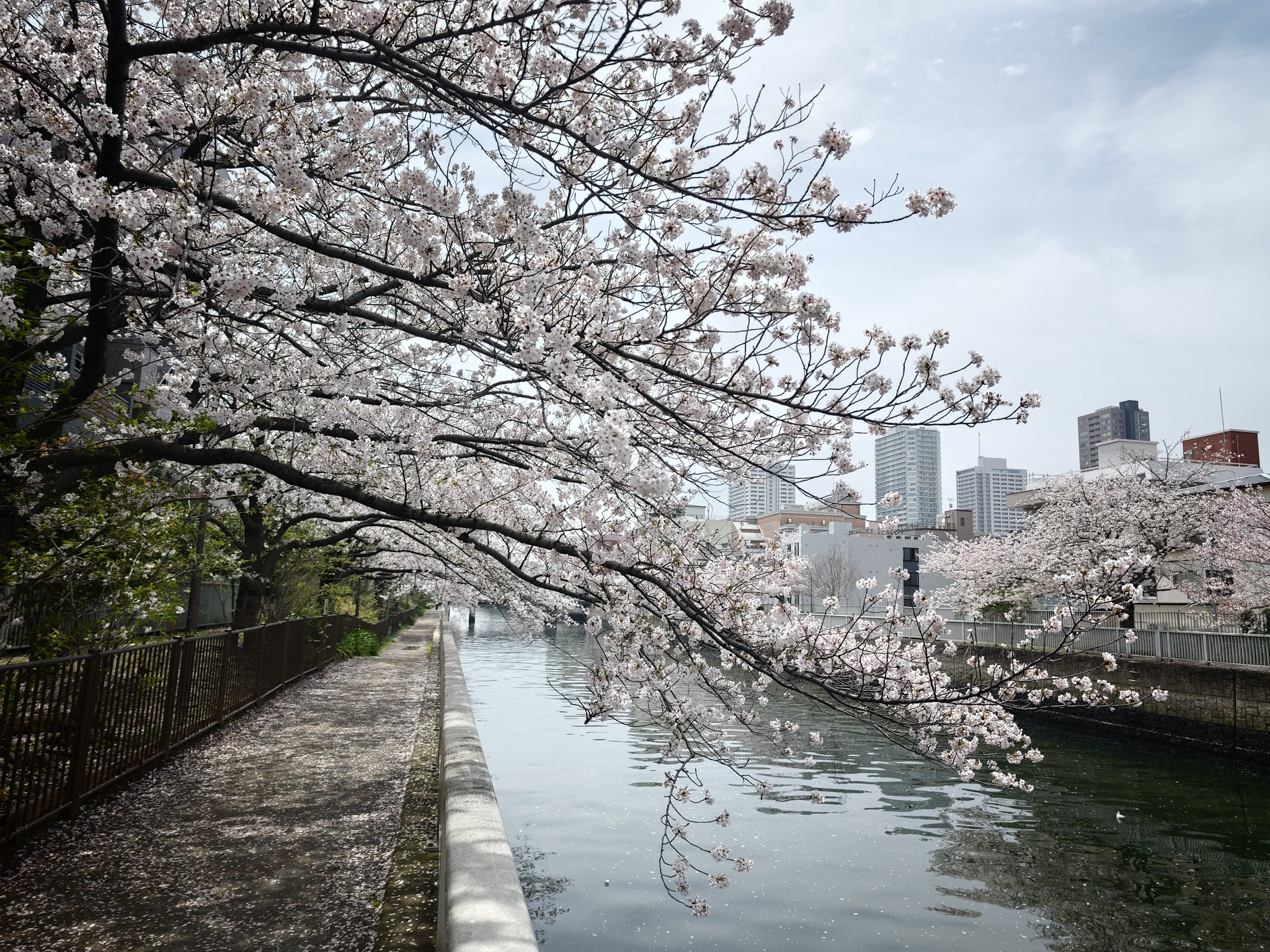 桜散歩 猿江恩賜公園 大横川 #Leica #Leitzphone