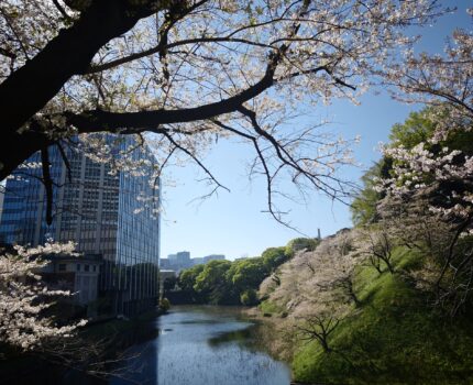 桜散歩 千鳥ヶ淵 靖國神社 #Leica #Leitzphone