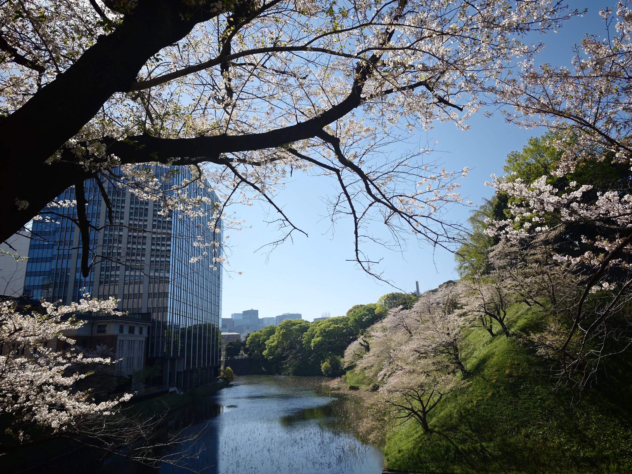 桜散歩 千鳥ヶ淵 靖國神社 #Leica #Leitzphone