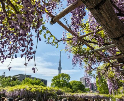 亀戸天神 藤まつり #Leica #Leitzphone