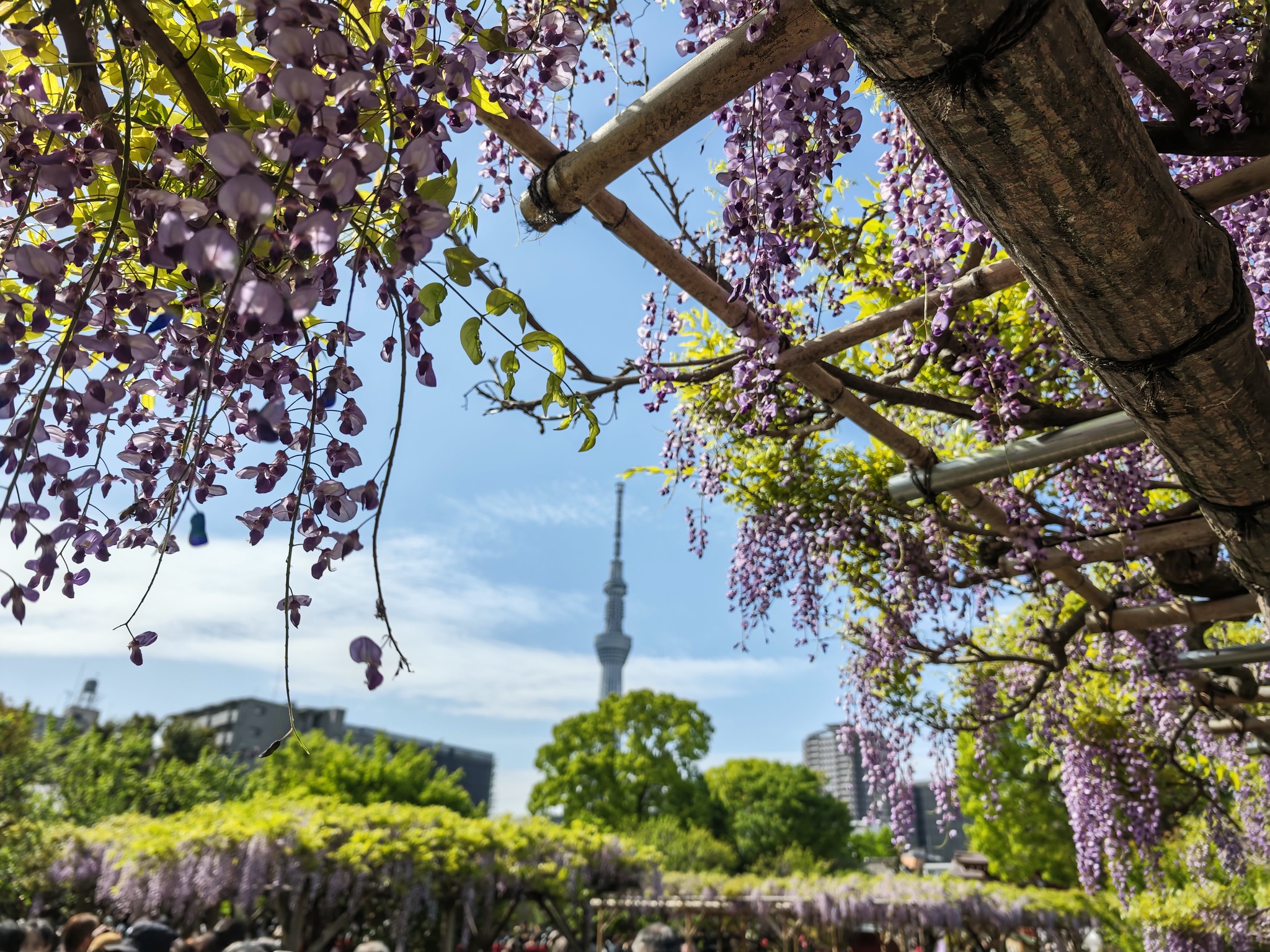 亀戸天神 藤まつり #Leica #Leitzphone