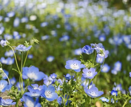 #日比谷公園 の ネモフィラ と ツツジ と バラ