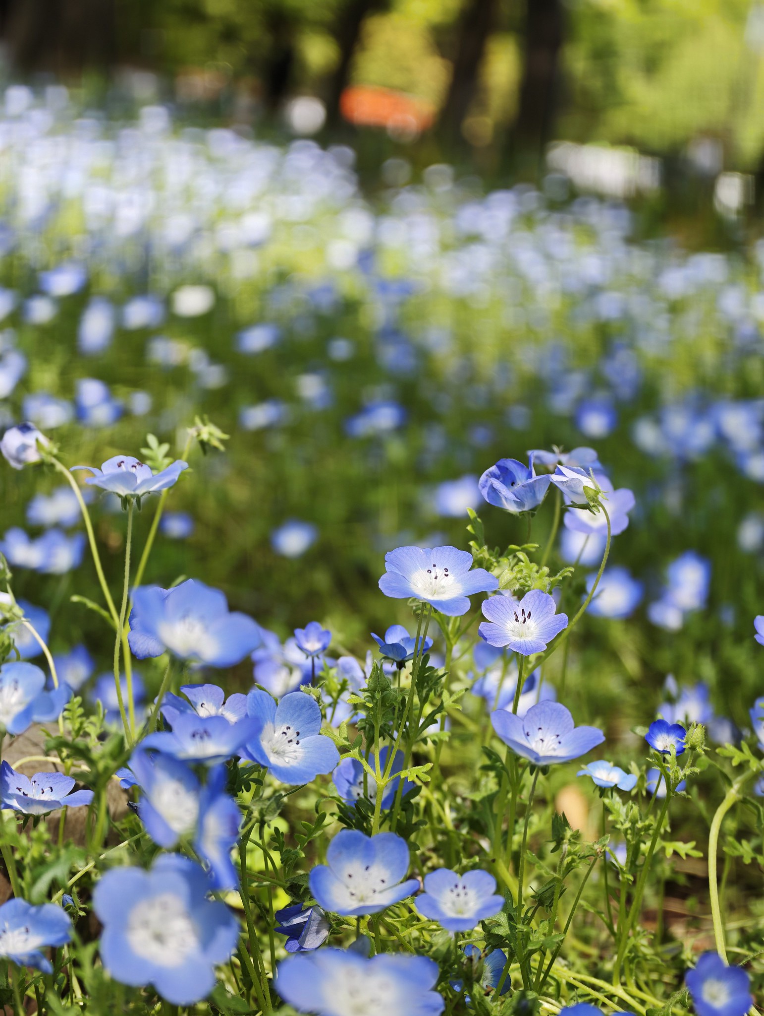 #日比谷公園 の ネモフィラ と ツツジ と バラ