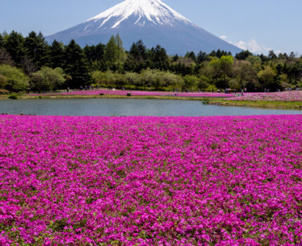 ピンクの芝桜と青空に映える富士山のコラボが最高 富士芝桜まつり 2026