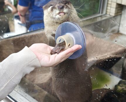 ふれあい・体験にこだわった水族館 下田海中水族館 #カワウソ #イルカ #アザラシ