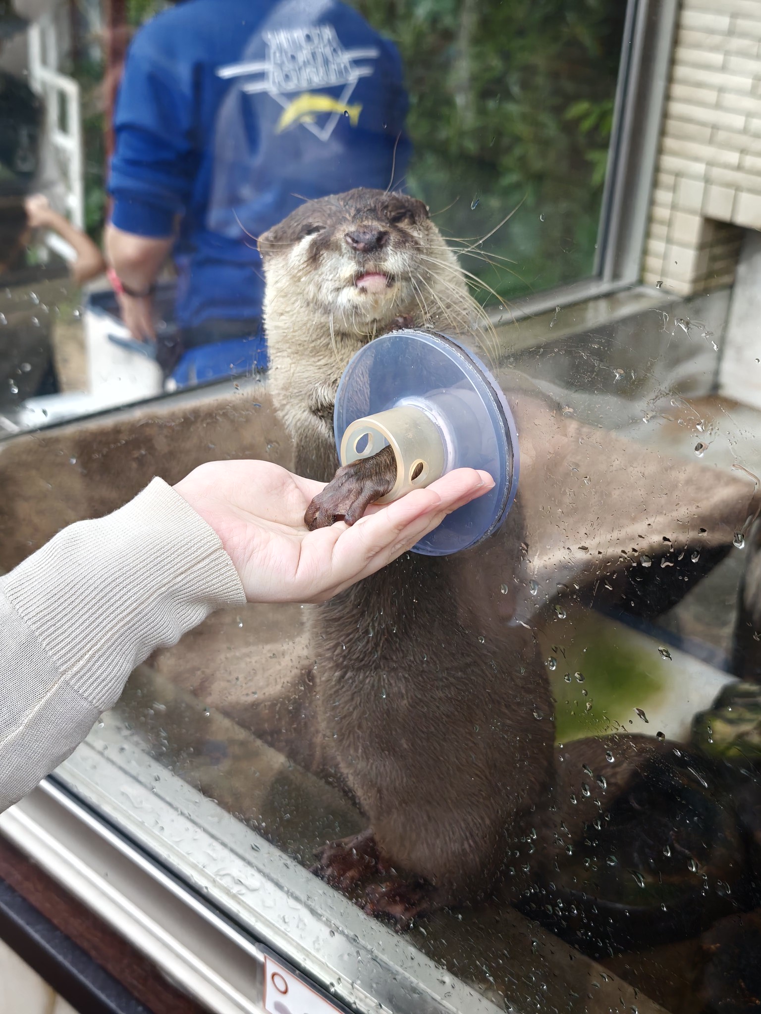ふれあい・体験にこだわった水族館 下田海中水族館 #カワウソ #イルカ #アザラシ