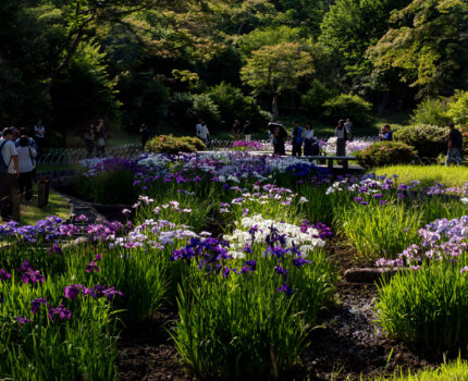 花菖蒲が見頃 明治神宮御苑