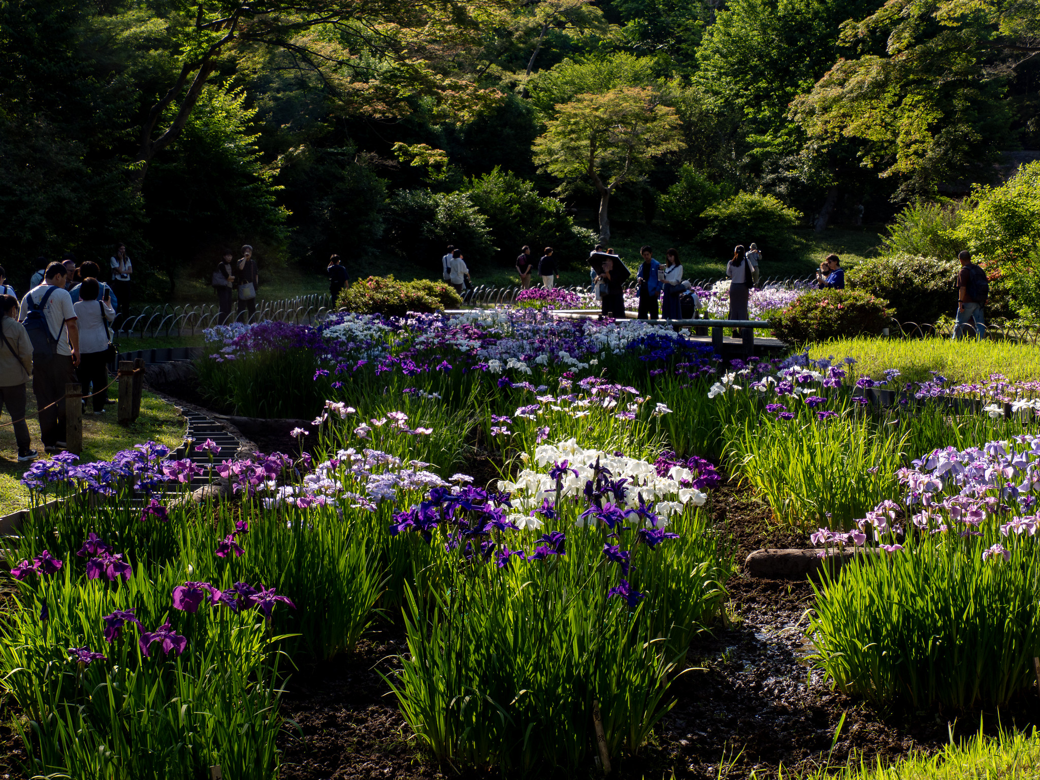 花菖蒲が見頃 明治神宮御苑