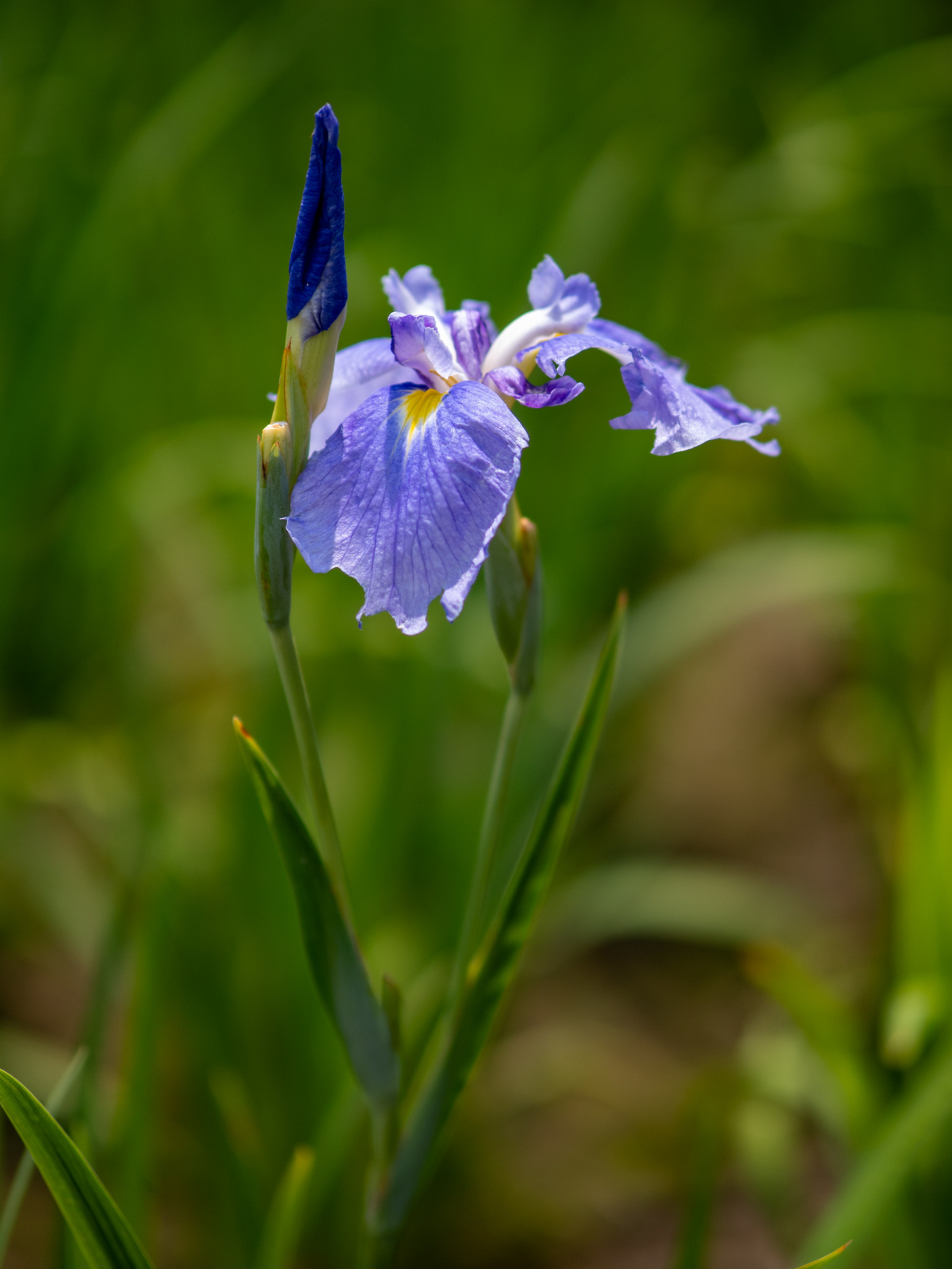 多彩な花菖蒲で彩られる 堀切菖蒲園