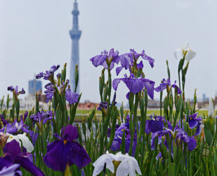 東京スカイツリーと花菖蒲のコラボ 堀切水辺公園 花菖蒲田