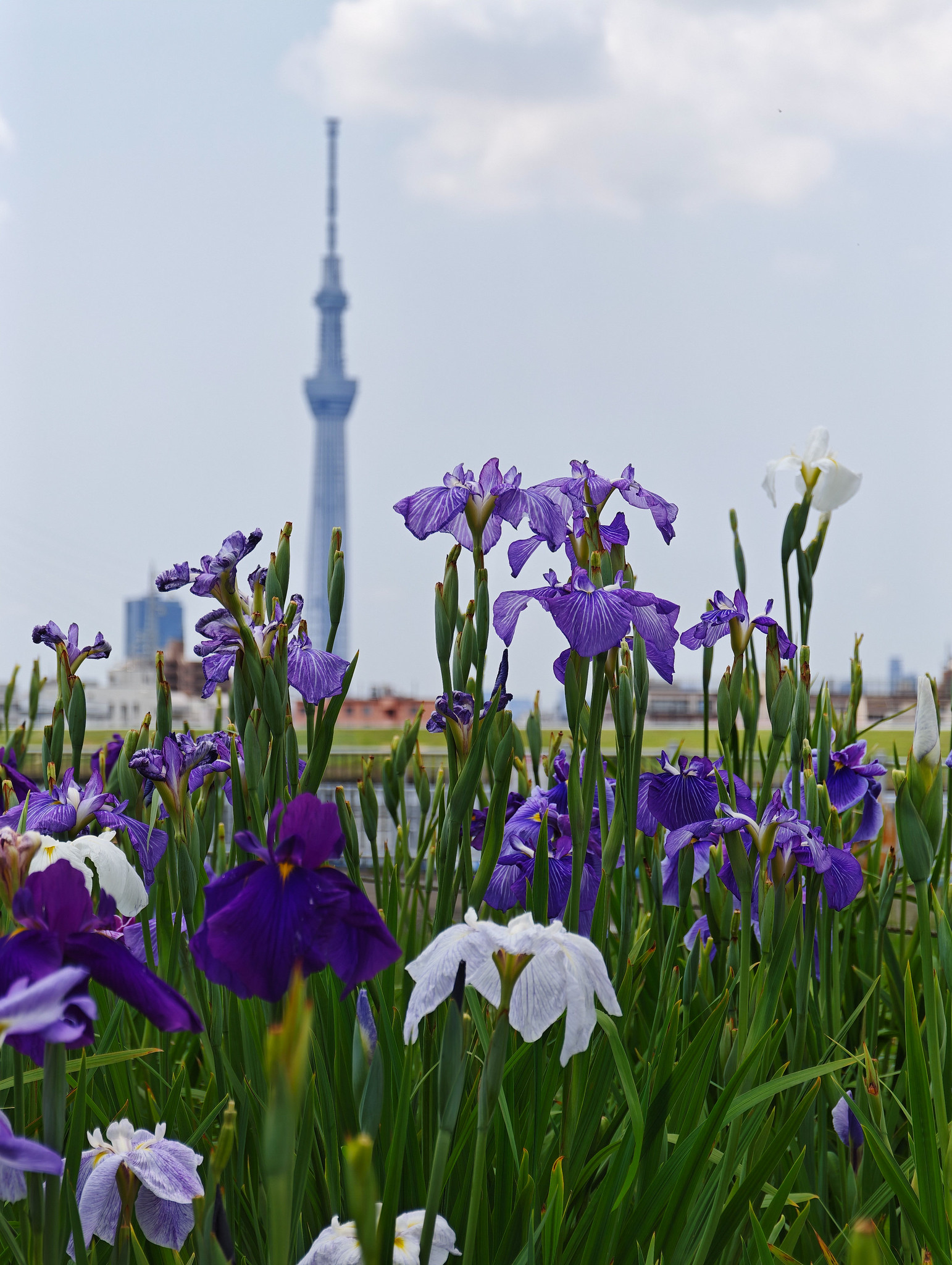 東京スカイツリーと花菖蒲のコラボ 堀切水辺公園 花菖蒲田