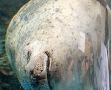 涼しい夏の京都を求めて #京都水族館 オオサンショウウオ オットセイ アザラシ ペンギン クラゲ イルカ