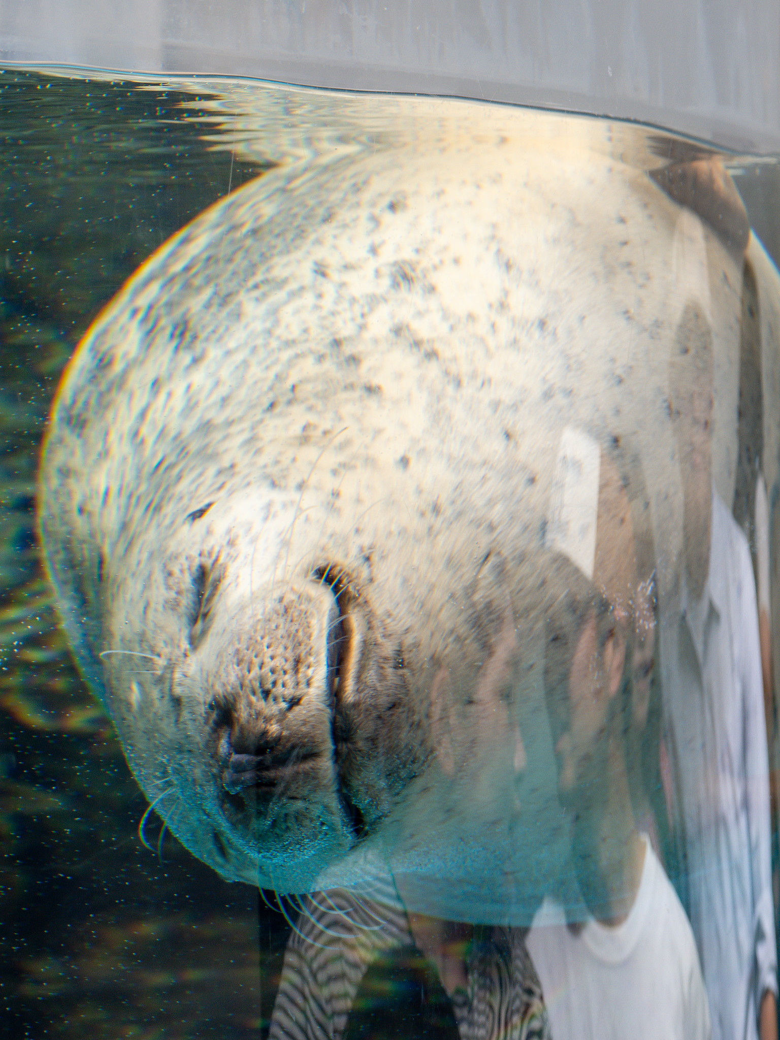 涼しい夏の京都を求めて #京都水族館 オオサンショウウオ オットセイ アザラシ ペンギン クラゲ イルカ