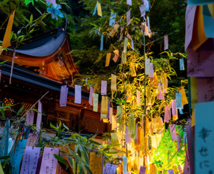 涼しい夏の京都を求めて その３ #貴船神社 七夕笹飾りライトアップ と #叡山電車 青もみじのライトアップ