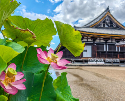 涼しい夏の京都を求めて その２ #三十三間堂 と #京都国立博物館