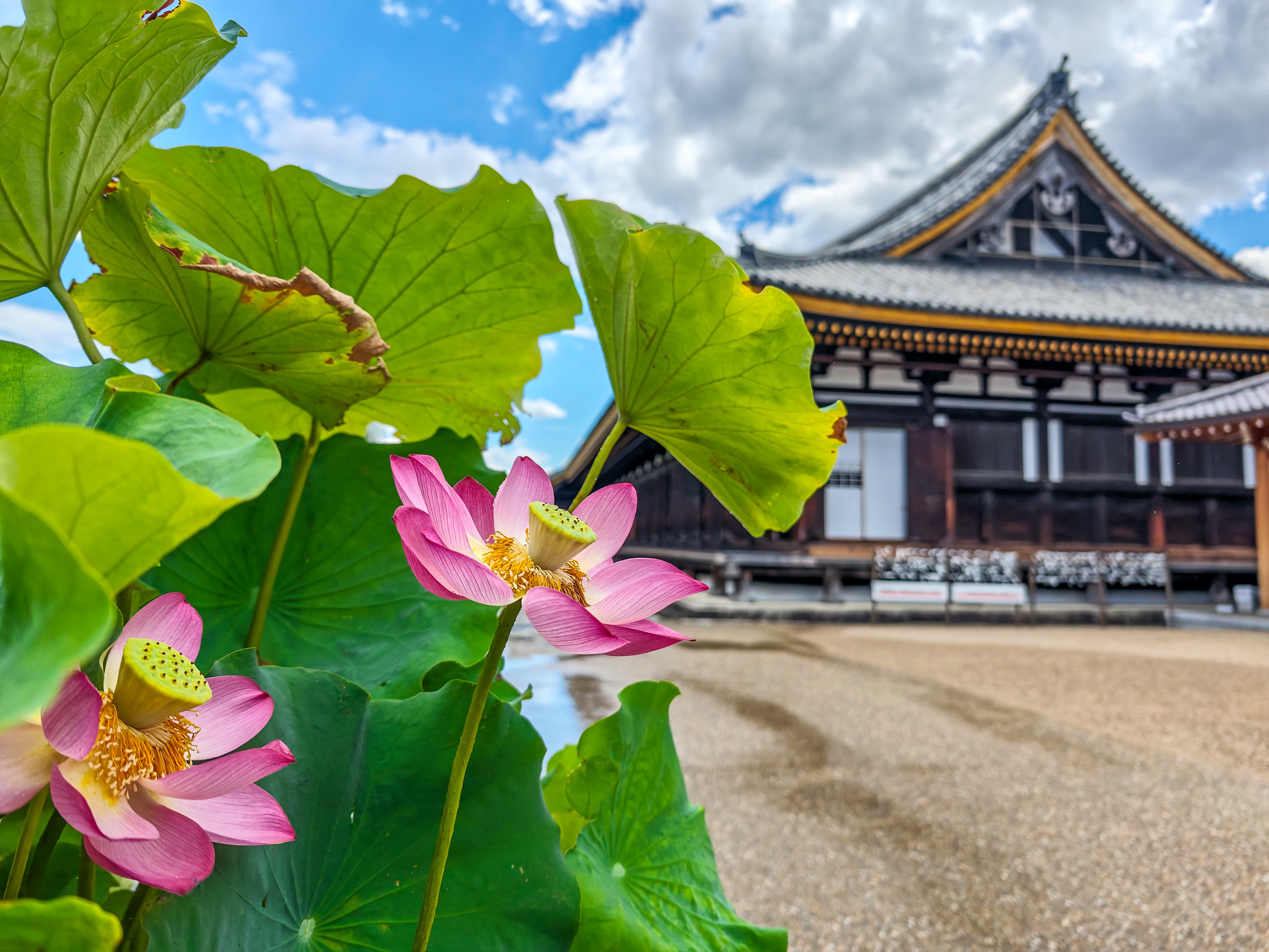涼しい夏の京都を求めて その２ #三十三間堂 と #京都国立博物館