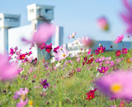 足立区都市農業公園 一面の #秋桜 がとても綺麗