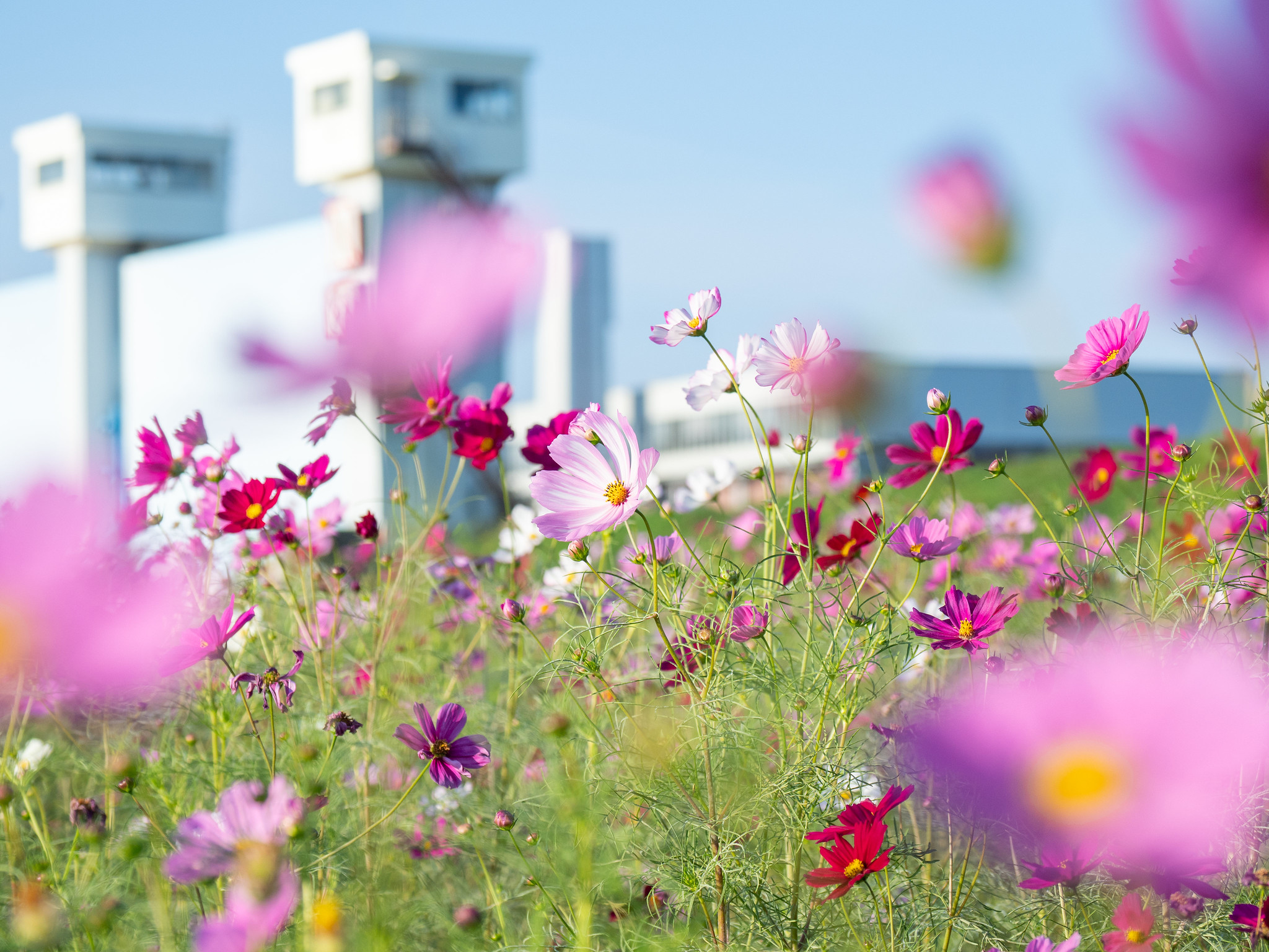 足立区都市農業公園 一面の #秋桜 がとても綺麗